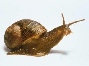 lumaca_0