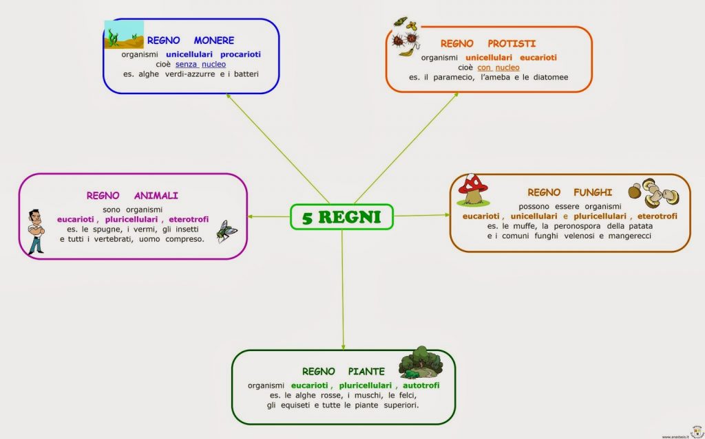 I 5 regni (dettagliata)